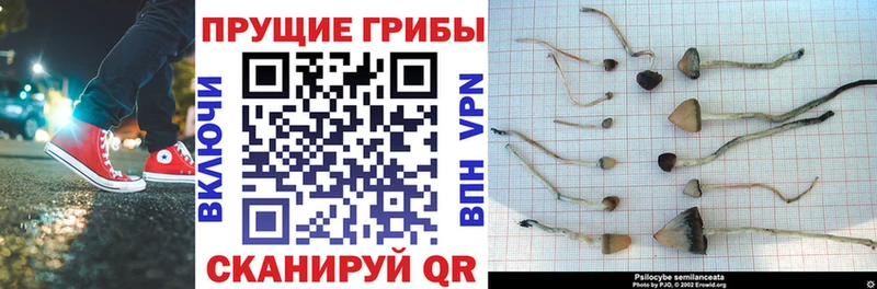 Галлюциногенные грибы Magic Shrooms кракен онион Высоцк